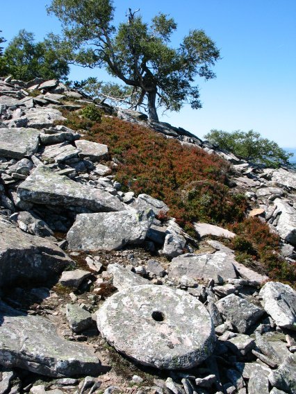 Errotarria tontorretik gertu