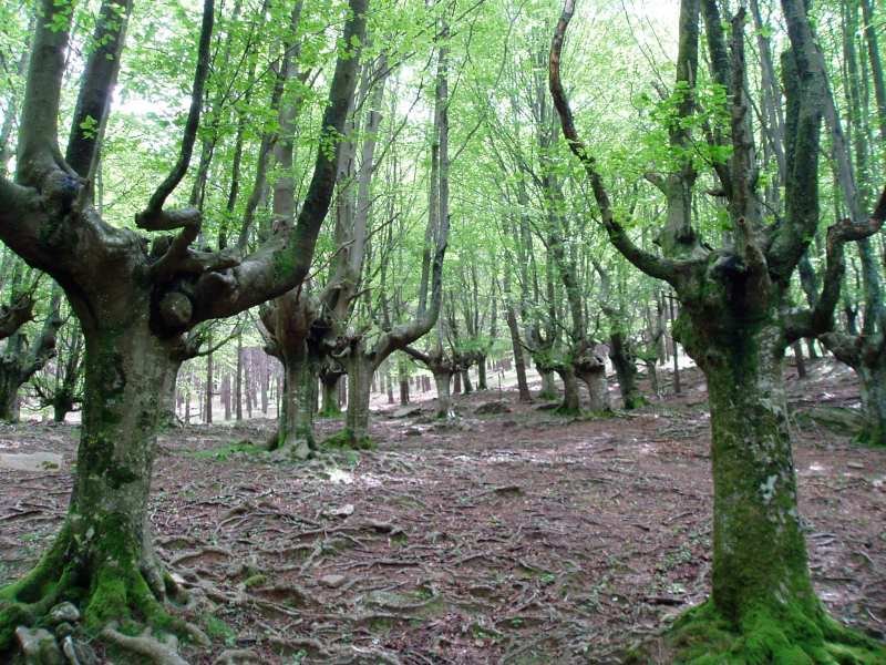 Besabitik igotzen den bideak zeharkatzen duen pagadia
