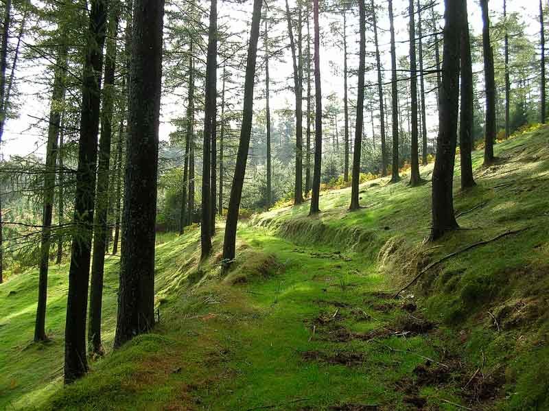 Dejamos atr?s el pinar para salir a un claro.