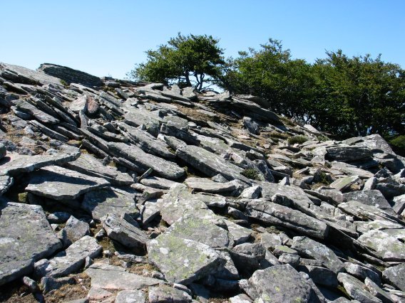 Tontorra inguratzen duen harritza