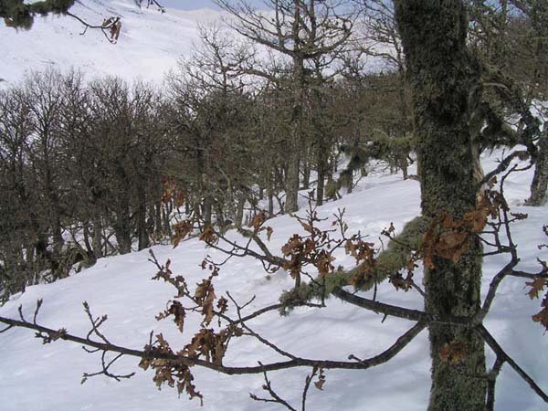 Bosque hacia el collado de Somahoz