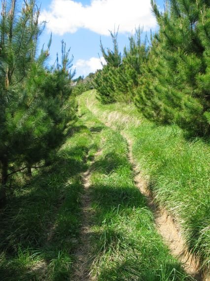 Pinuak Aulestitik Naroara igotzen