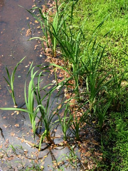 Iruñagako urtegiko putzuan hazitako belarra