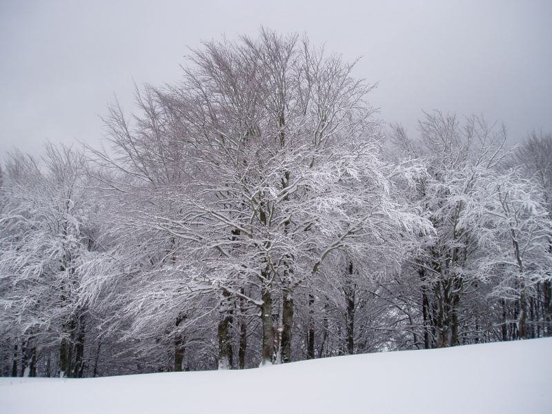 Basoa Ultzama lepotik gertu
