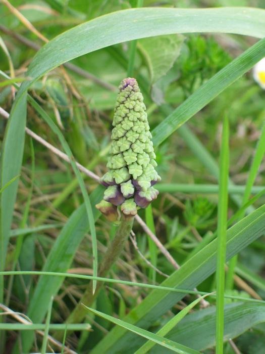 Zabaldu gabeko lorea