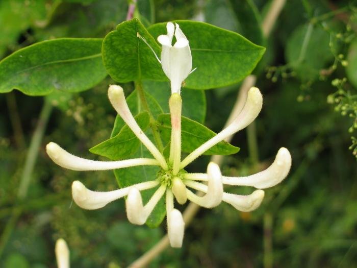 Zabaldu gabeko loreak