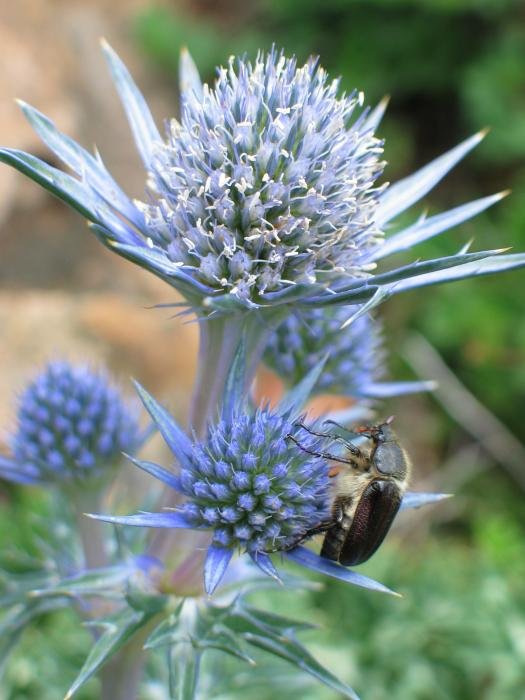 Landarea eta bisitaria