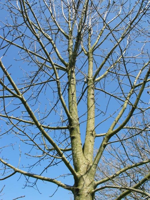 Zuhaitz gazte baten adartza