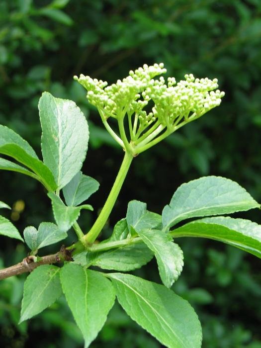 Adaska eta zabaldu gabeko loreak