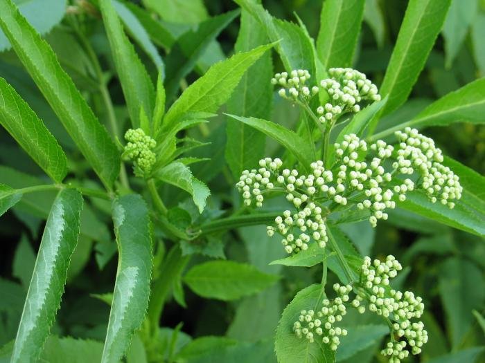 Zabaldu gabeko loreak