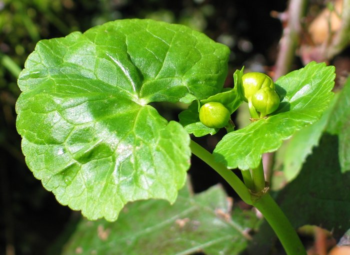Zabaldu gabeko loreak eta hostoa