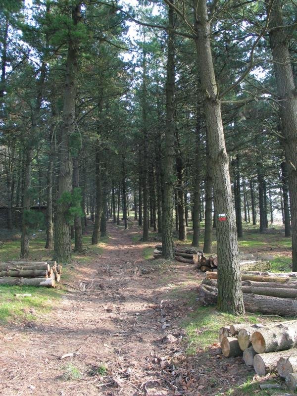 Mandubitik abiatzen den bidea pinudian sartzean