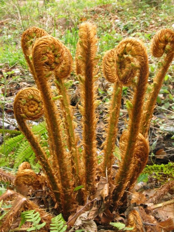 Iratzearen hosto berriak