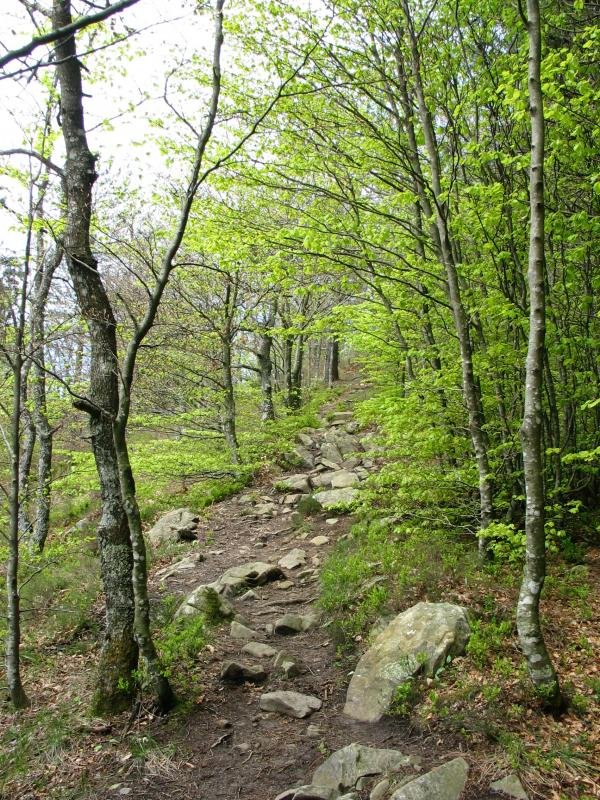 Mendebaldeko gandorreko bidea