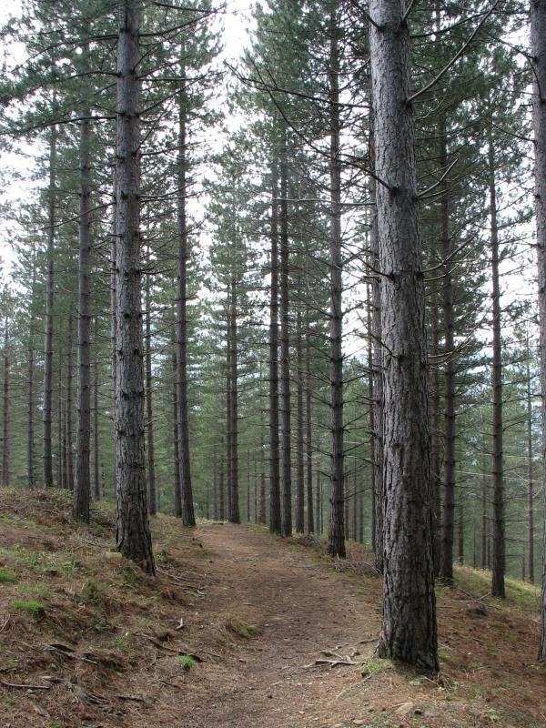 Legazpi aldeko igoera