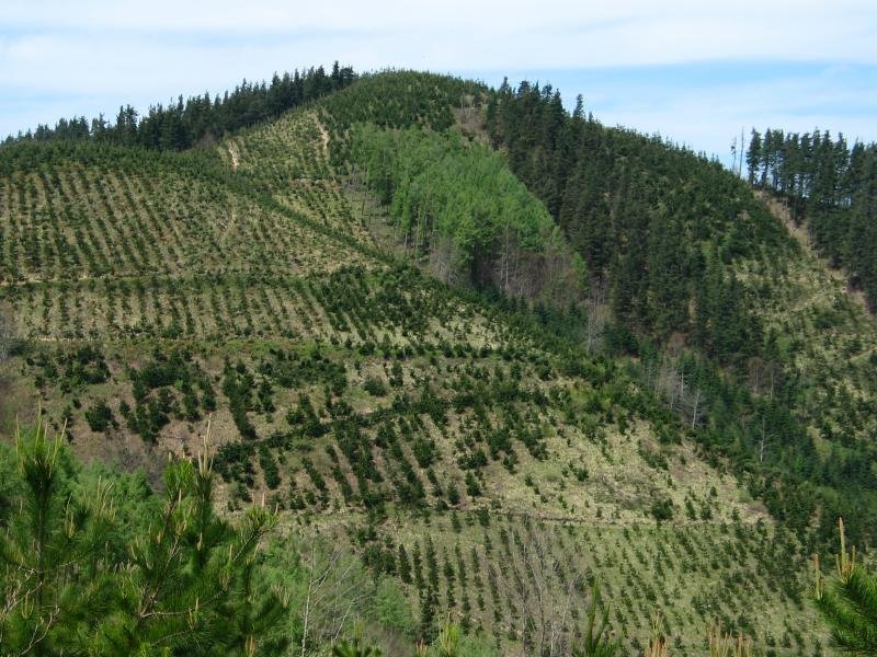 Erdella aldetik ikusita