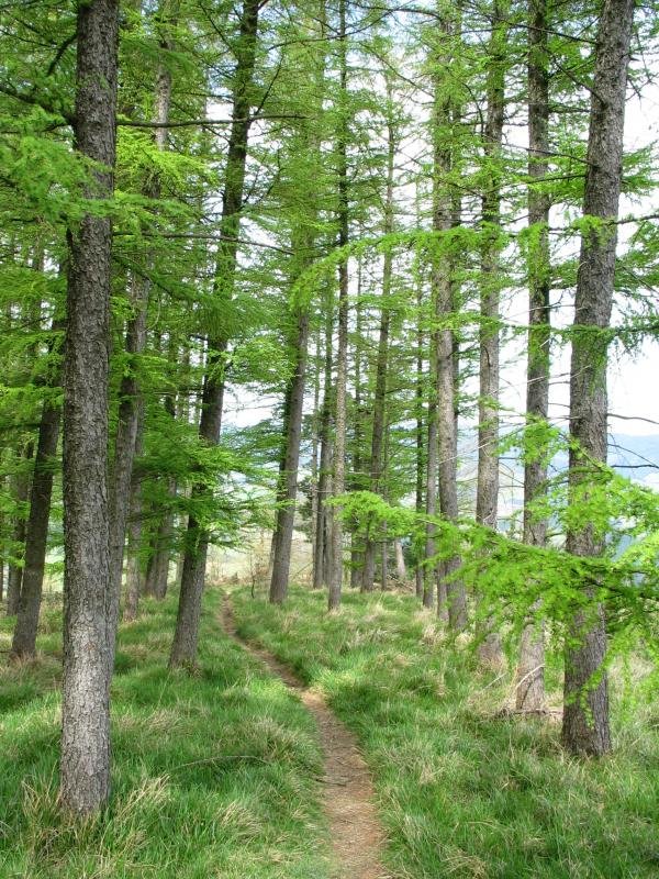 Tontorraren inguruko bidea