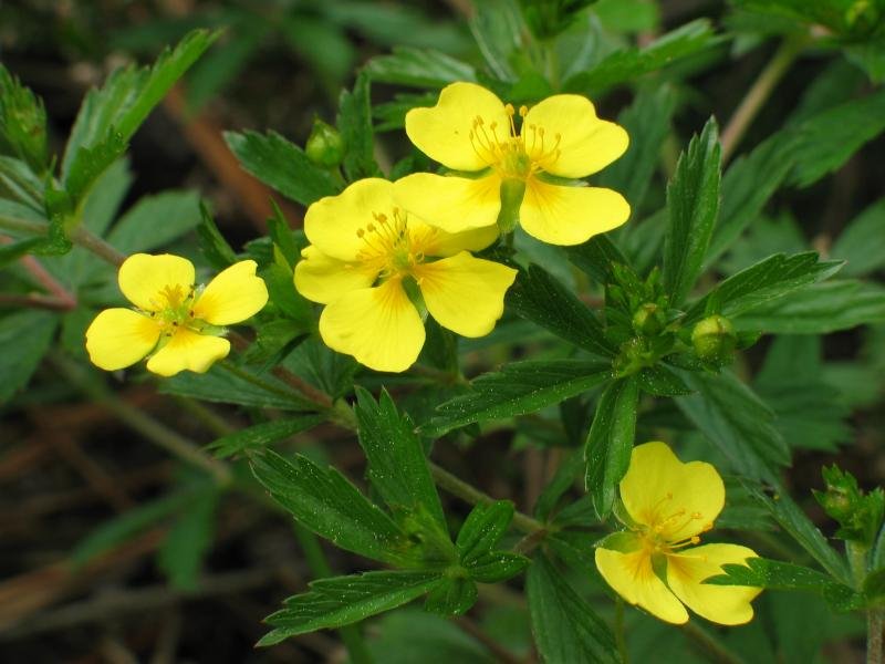 Potentilla erecta