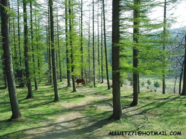 Cerca de el paso de Atxuri