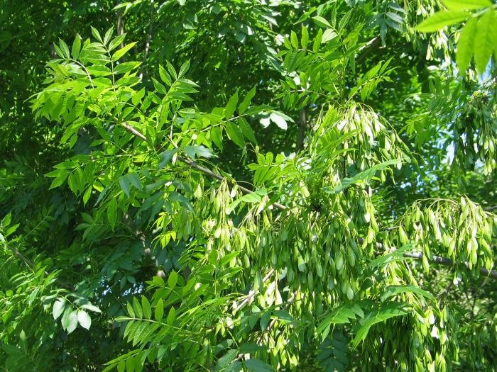 Hostoak eta fruituak