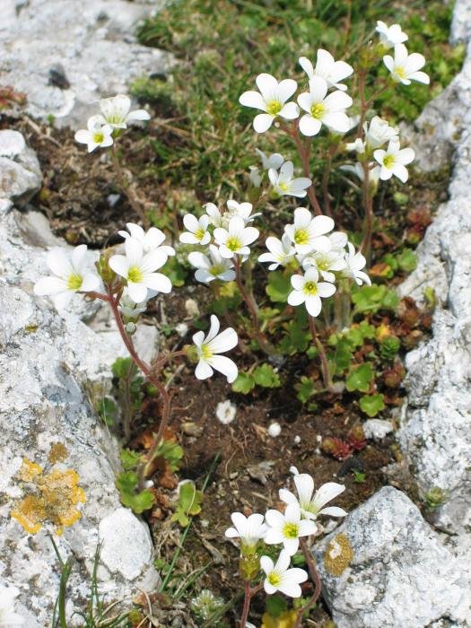 Landareak harri artean