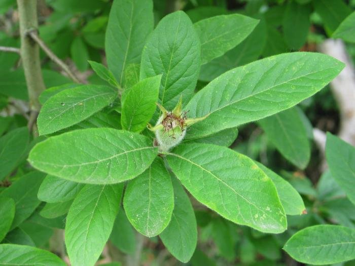 Hazten hasitako fruitua