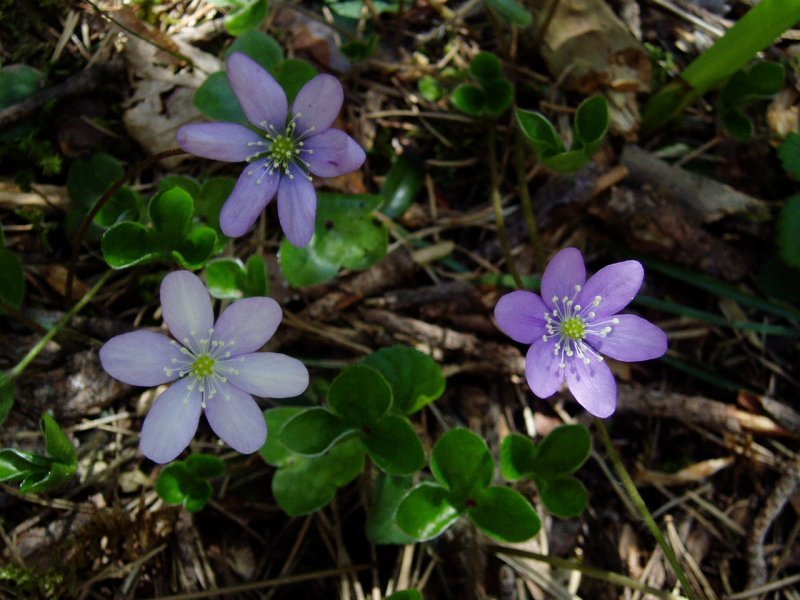 Gibel-belarra (Hepatica nobilis)