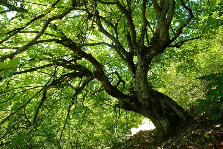 Tilia platyphyllos (ezki hostozabala) Antoñana aldeko igoeran