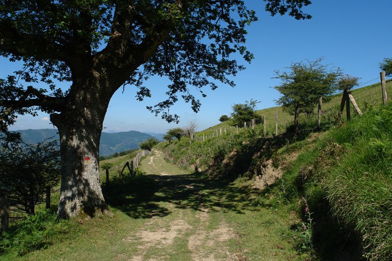 Orexa aldetik datorren bidea