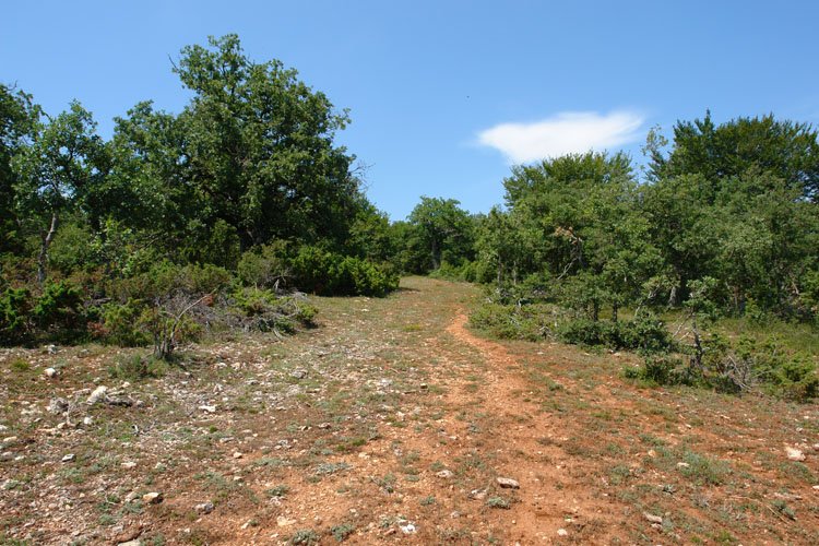 Birgala aldeko bidea