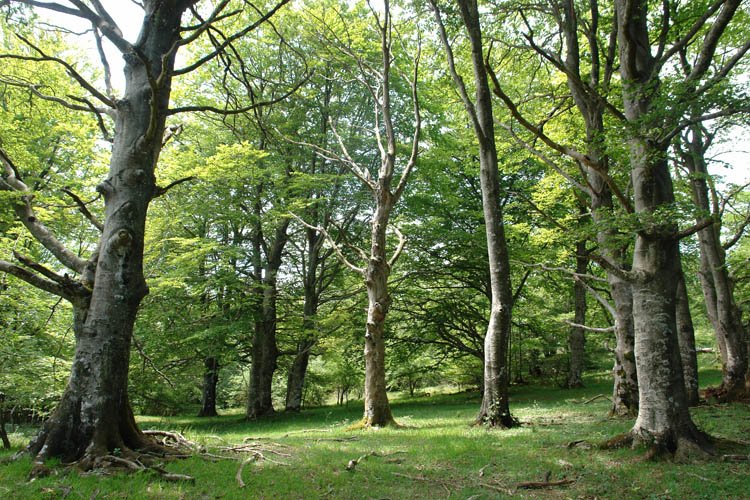 Pagadia, tontorraren inguruan