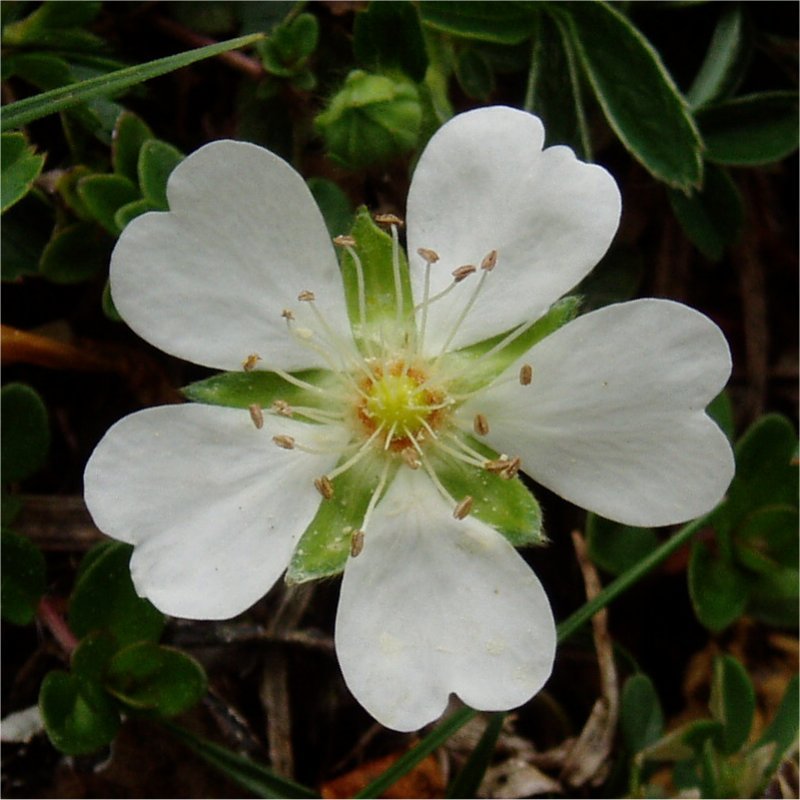 Potentilla montana