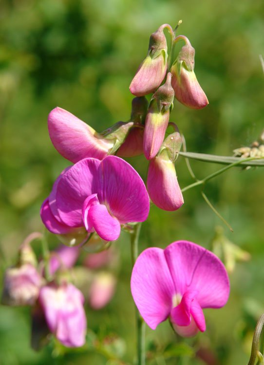 Lathyrus generoko loreak, bide bazter batean, Lagran aldean.