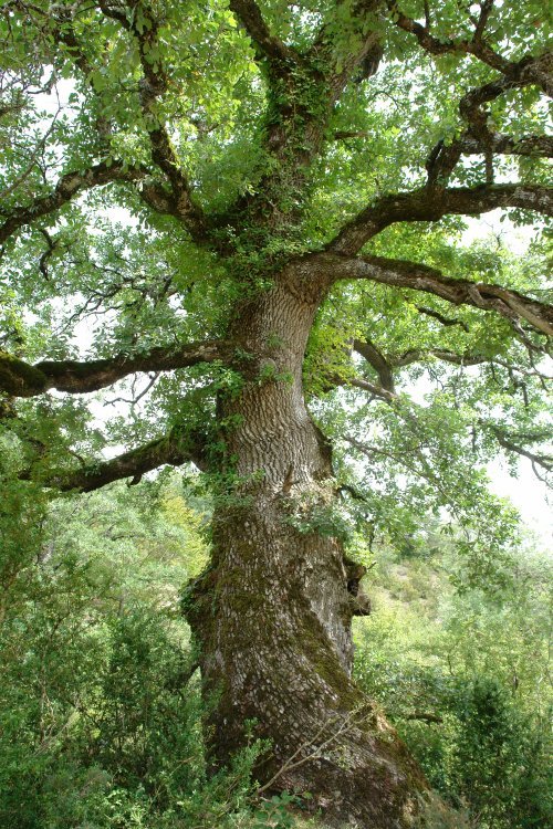 Arte ederra Irantzuko arroilan