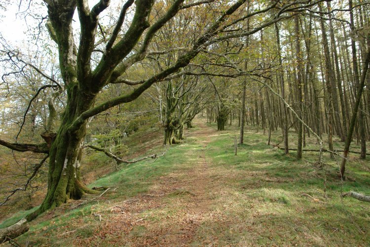 Azkua aldeko bizkarretik datorren bidea