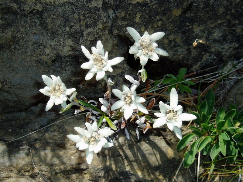 Elurretako loreak (Edelweiss)