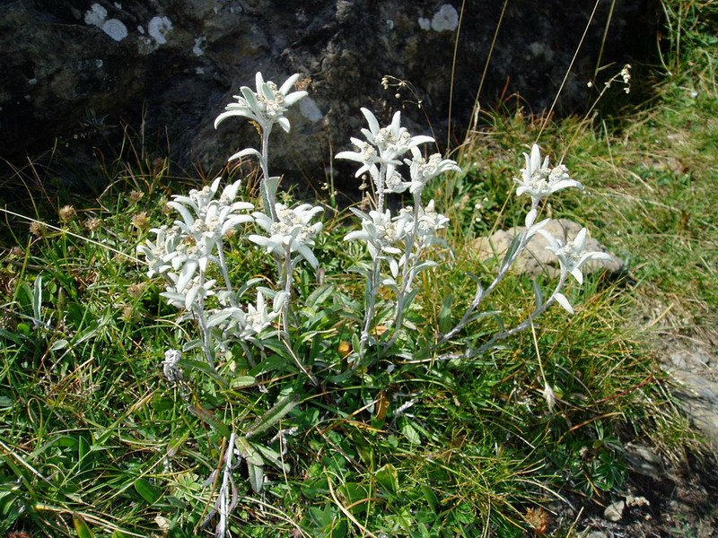 Elurretako loreak (Edelweiss)
