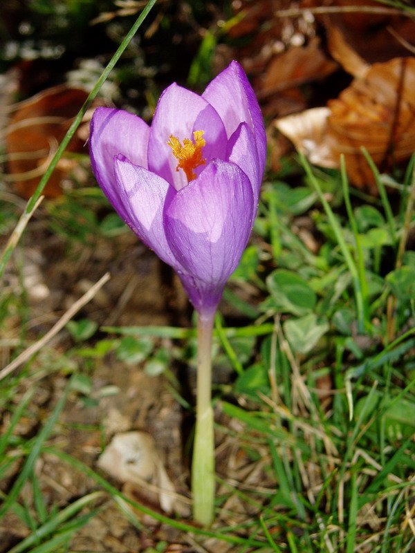 Basa azafrana (Crocus nudiflorus)
