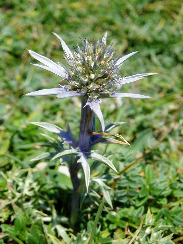 Eryngium bourgatii