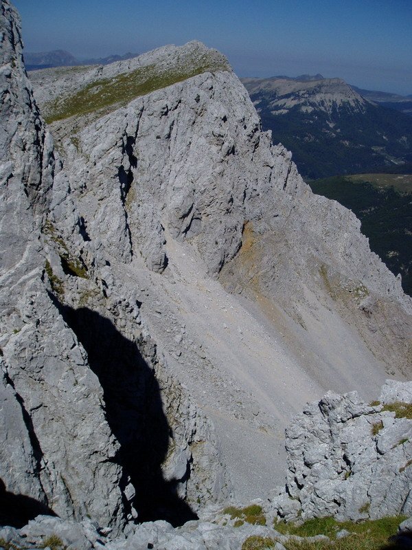 Ruzkia hego-ekialdetik ikusita