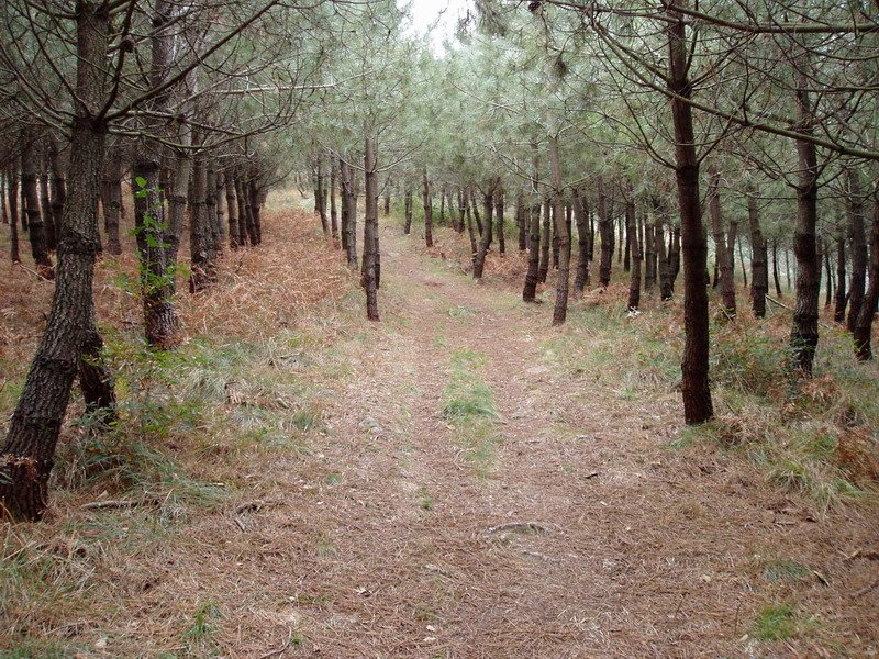 Iparraldeko igoerako bidea