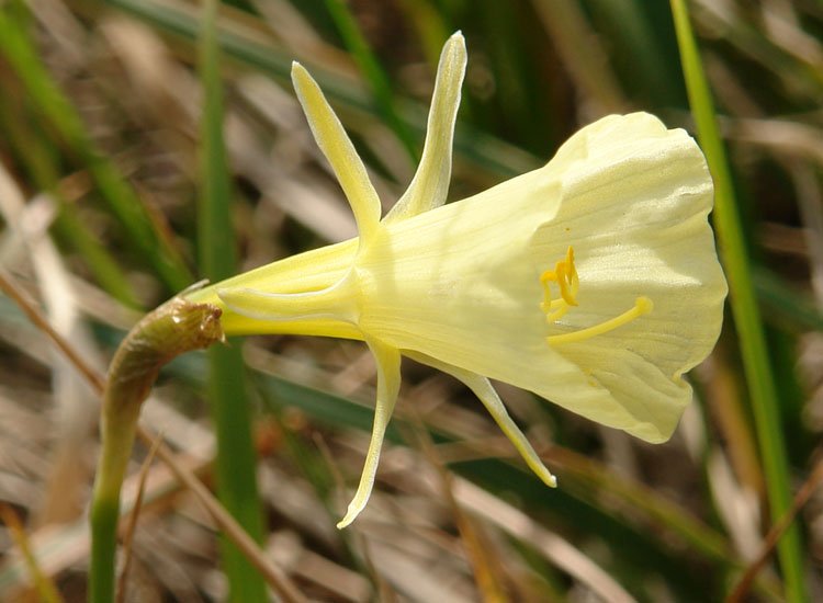 Narcissus bulbocodium
