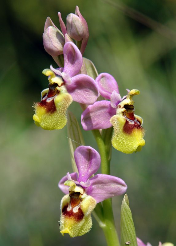Ophrys tenthredinifera