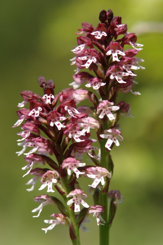 Orchis ustulata