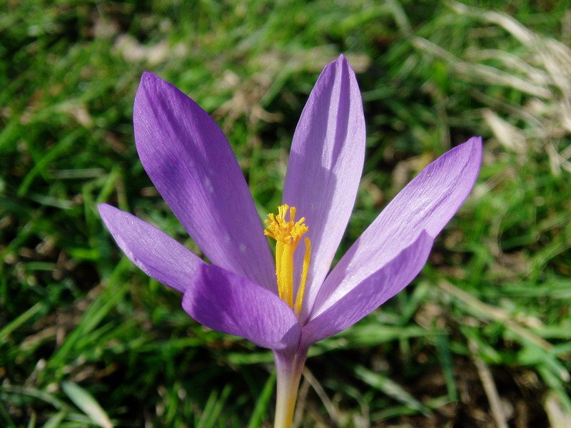 Basa azafrana (Crocus nudiflorus)