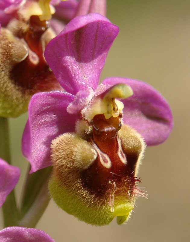 Ophrys tenthredinifera