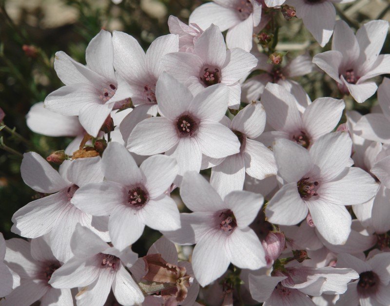 Linum suffruticosum appressum