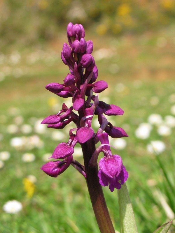 Zabaldu gabeko loreak