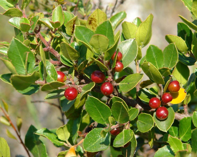 Fruituak eta hostoak