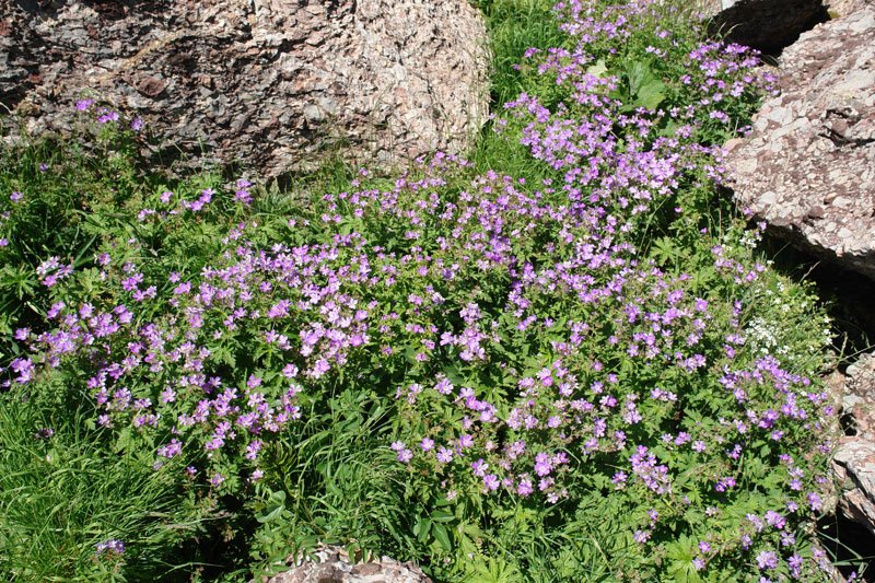 Landare multzo handi bat, harkaitz artean.